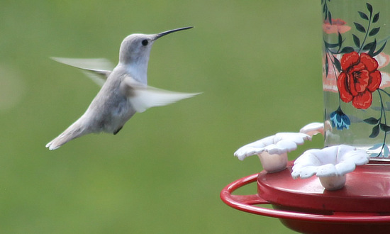 Leucistic Ruby-throated Hummingbird, Corryton,  Tennessee, September 10-17, 2025