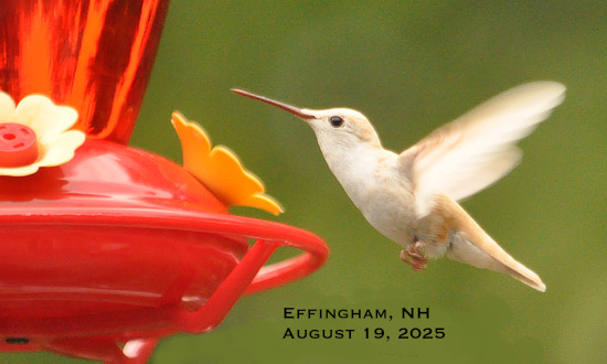 Leucistic Ruby-throated hummingbird, Effingham, NH, August 19, 2025