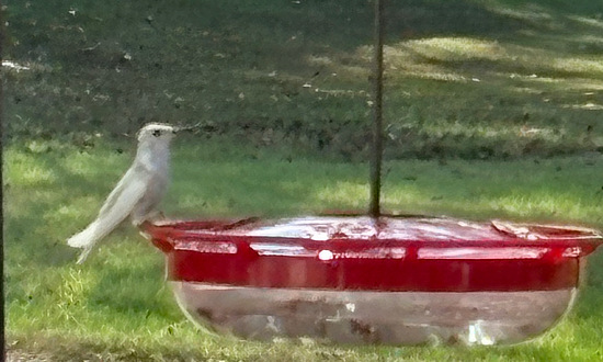Leucistic Ruby-throated hummingbird, Effingham, NH, August 19, 2025