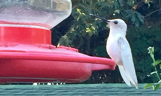 Leucistic Ruby-throated Hummingbird sighted in Haleyville, NJ, August 10-13, 2019