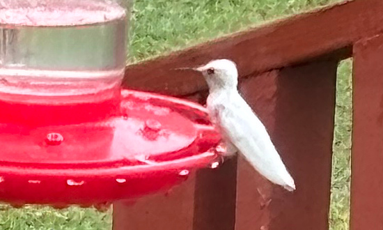 White Ruby-throated hummingbird, Holcomb, Missouri, September 25, 2025