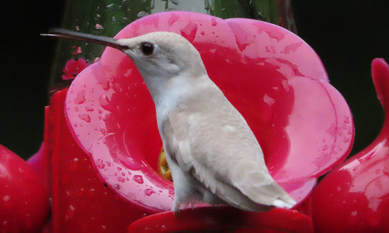 Leucistic Ruby-throated Hummingbird, Isom, Kentucky, August 1, 2025