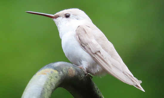 Leucistic Ruby-throated Hummingbird, Isom, Kentucky, August 1, 2025