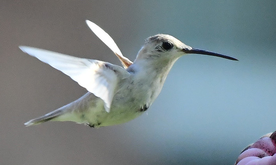 Leucistic Ruby-throated Hummingbird, Lincolnton, Georgia, September 2, 2025