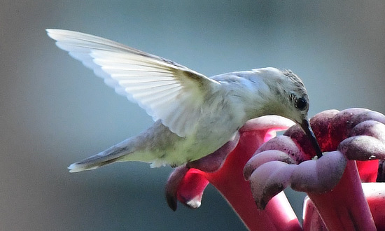 Leucistic Ruby-throated Hummingbird, Lincolnton, Georgia, September 2, 2025