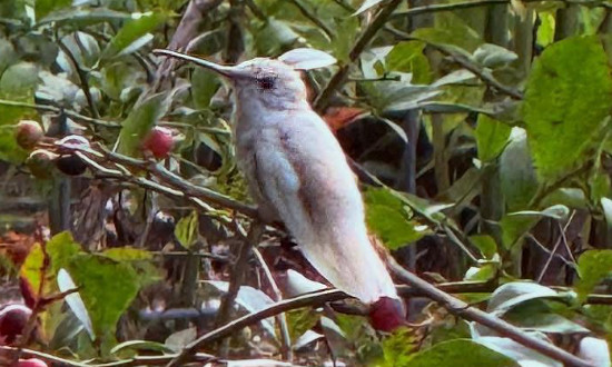 Leucistic Ruby-throated Hummingbird, McMinnville, Tennessee, August 8, 2025