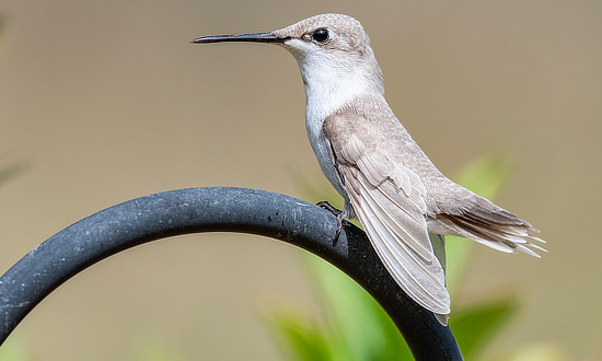 Leucistic Ruby-throated Hummingbird, Sunset, Louisiana, September 28 - October 1, 2025
