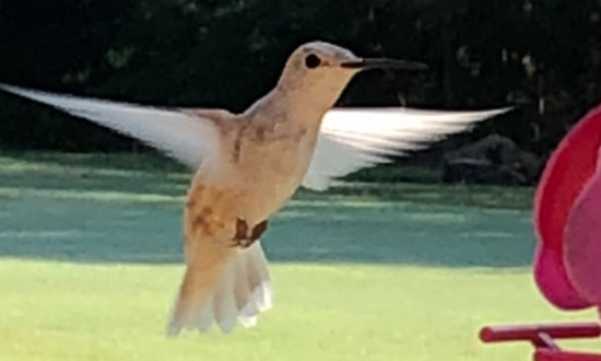 Leucistic Ruby-throated hummingbird, Bells, Tennessee, September 11, 2023