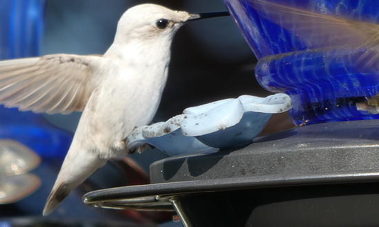 Leucistic Ruby-throated hummingbird, Marion, Kentucky, September 9, 2023