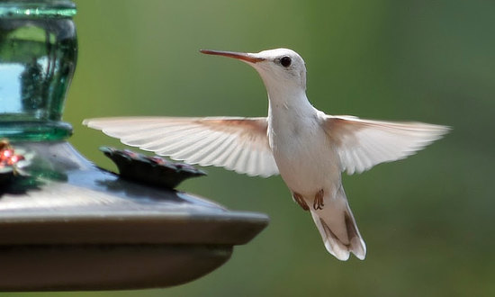 Leucistic Ruby-throated Hummingbird, Henry, Virginia, August 7, 2023