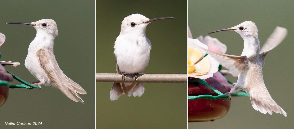 Leucistic Ruby-throated Hummingbird, Marshall, Arkansas, August 23-24, 2024