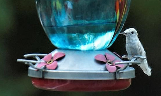 Leucistic Ruby-throated Hummingbird - Poquoson, Virginia - August, 2020