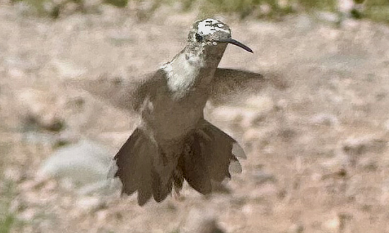 Pied Broad-tailed Hummingbird, Caballo, New Mexico, September 11, 2025
