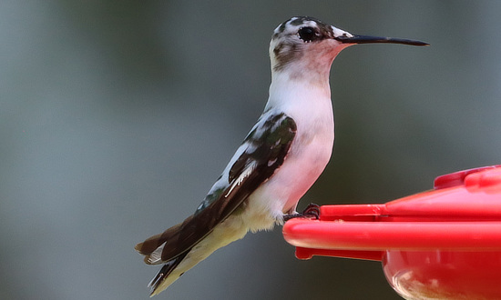 Pied Ruby-throated Hummingbird, Gainesville, Texas, September 7-8, 2024