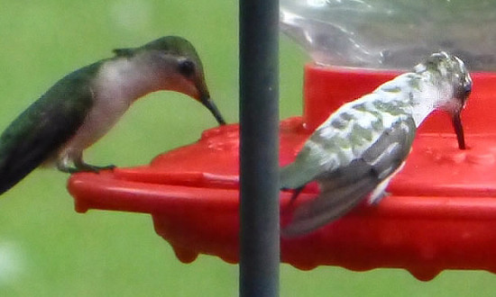 Three views of a pied Ruby-throated Hummingbird - Galatia, Illinois