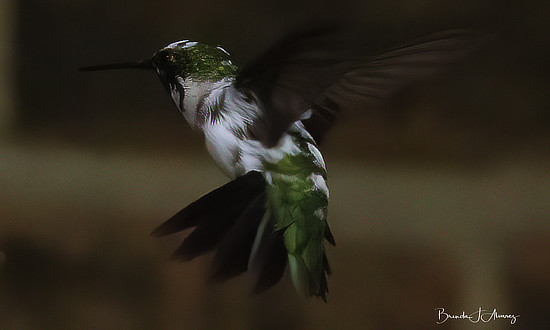 Pied Ruby-throated hummingbird, Highland Village, Texas, September 2, 2023