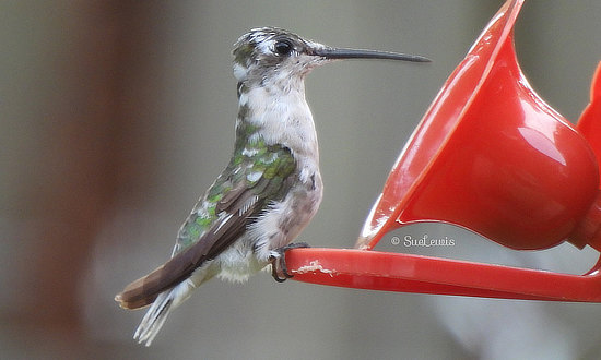 Pied Ruby-throated hummingbird, Irmo, South Carolina, August - September, 2022