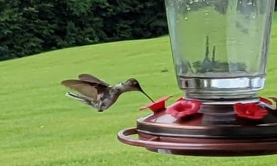 Pied Ruby-throated Hummingbird, Simsboro, Louisiana, May 31, 2024
