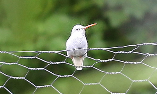White Ruby-throated Hummingbird - Indianapolis, Indiana