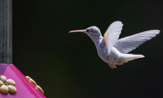 White Ruby-throated Hummingbird - Muskogee, Oklahoma, August 18, 2019