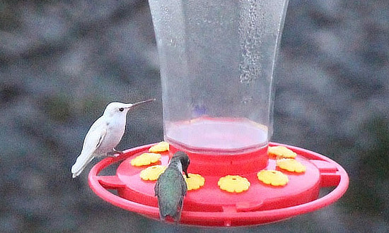 White Hummingbird - Leakey, Texas - Seen for several days in late June, 2020